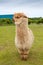 Single alpaca showing its thick fleece