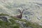 Single Alpine Ibex in Italian Alps