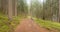 A single alpine path splits in two different directions. It\'s an autumnal cloudy day.