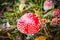 Single amanita zoom