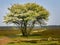 Single Amelanchier tree in spring, Netherlands