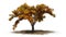 Single American Elm tree in autumn on a sand area