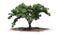 Single American Elm tree on a sand area