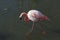 Single American flamingo walking through muddy water