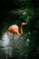 Single American Flamingo walking on a river