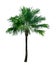 Single Anahaw or Footstool Palm tree isolated on white background, green round-leaf fan palmae plant die cut with clipping path