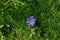 Single Anemone blanda, Balkan anemone, Grecian windflower purple flower standing out in green grass