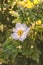 Single anemone flower