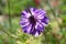 Single Anemone perennial plant with violet fully open blooming petals and dark black center planted in local urban garden