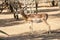 Single antelope in a Safari Park in Africa