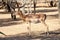 Single antelope in a Safari Park in Africa