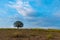 Single Aporosa villosa symbolic tree growing in the grassland of Tung Gamung