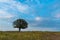 Single Aporosa villosa symbolic tree growing in the grassland of Tung Gamung