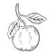 Single apple on a branch, vector illustration. Sketch