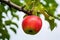 single apple hanging from a branch on an isolated tree