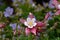 Single Aquilegia flower in focus