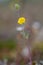 A single arctic cinquefoil flower growing on the tundra in central Nunavut, Canada