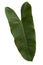 Single of arrowhead Vine green leaves