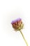 Single artichoke flower on white backdrop, greeting card concept, selective focus