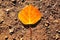 A Single Aspen Leaf in Autumn