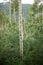 Single aspen tree in a forestry plantation