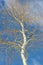 A single Aspen Tree stands against the stark blue skies in winter on the mountain covered in snow.