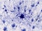 A single astrocyte supports a great number of neurons