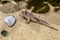 Single Atlantic mudskipper fish - latin Periophthalmus barbarus - natively inhabiting fresh, marine and brackish waters of