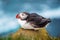 Single atlantic puffin