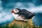 Single atlantic puffin