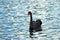 Single Australian Black Swan on a rippled blue pond