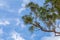 Single australian cockatoo sits alone in a tree with large copy space