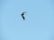 Single Australian Pelican flying against blue sky