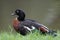 Single Australian Shelduck bird on grassy wetlands during a spring nesting period