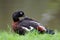 Single Australian Shelduck bird on grassy wetlands in spring season