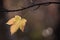 Single autumn leaf left on the branch in the sunrise sun