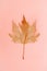 Single autumn leaf on a simple pastel coral background