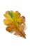 Single autumn oak leaf