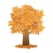 single autumn tree, orange leaf vector on white