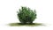 Single Azalea bush - green