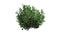 Single Azalea bush - green