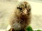 Single Baby Ameraucana Chick Macro