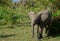 Single baby elephant in bushes