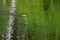 Single baby mallard duckling swimming in a wetland pond, green reflections in water