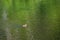 Single baby mallard duckling swimming in a wetland pond, green reflections in water