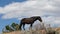 Single bachelor black stallion wild horse on desert ridge under blue sky in the american west of the USA