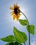 Single back lit sunflower (Helianthus annuus) against blue sky.