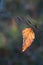 Single backlit Beech leaf in autumn winter