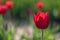 Single backlit red tulip