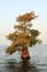 Single Bald Cypress Tree Growing in a Shallow Lake